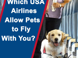 qatar-airways-pet-policy-flyofinder