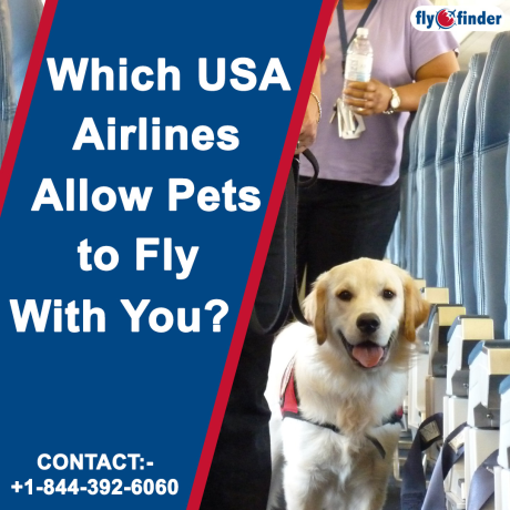 qatar-airways-pet-policy-flyofinder-big-0