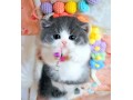 munchkin-cat-for-sale-small-0